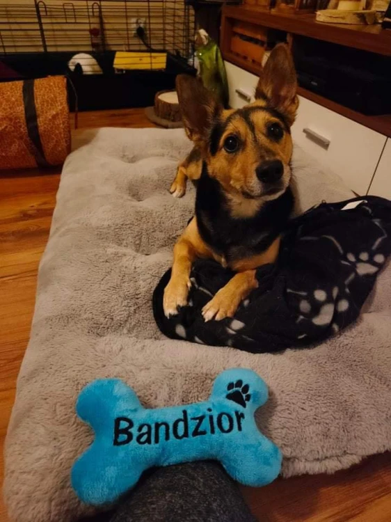 Pies na legowisku z niebieską pluszową kością Bandzior